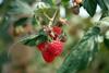 Raspberry