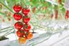 Rijk Zwaan Brioso RZ cocktail tomato on vine