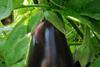 Aubergines account for 40 per cent of Bangladeshi vegetable production