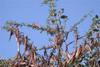 Locusts invade southern Israel
