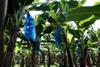 Costa Rican banana production