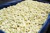 Cauliflower prices have nosedived