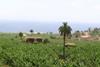 IC Canary Islands banana plantation