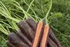Purple bushytop carrots Tesco