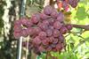 USA_CaliforniaGrapes_Sweet Celebration seedless_Pandol Bros
