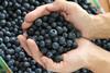 Argentinean Blueberry Committee blueberries