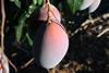 Montosa mango A