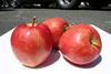 New apple variety launched