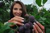 Miss Germany plums 2009