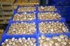 UK mushroom market 'positive'