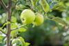 Granny Smith apple orchard