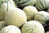 Melons