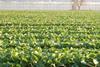 Spain lettuce