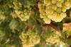 Australia Au Timbercorp Thompson Menindee Seedless grapes