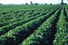 crops