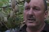 Lee Hoggard kiwifruit Te Puke New Zealand