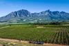 Stonefruit harvesting Western Cape landscape farm