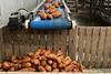 North Carolina produces 75 per cent of America’s total sweet potato crop