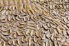 mushrooms-3680251_1920
