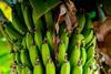 Bananenstaude