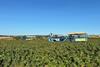 Blackcurrant harvest