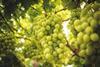 RSA South Africa table grapes