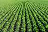 Murcia exports 77 per cent of Spain's total lettuce sendings
