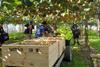 First harvest Gold Gisborne