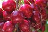 North West cherries