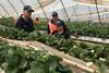 Costa Tasmanian berries attract local labour campaign