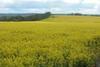 Biofuel for thought