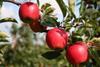 Rubens apples enter Tesco