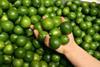 New government boost for Mexico limes