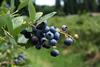 Chile_Quelle_Blaubeeren_aus_Chile__1_.jpg