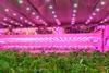 Some of the funds are going towards developing genetic tools for indoor lettuce breeding