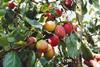 English plums in full swing