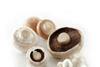Mushroom sector at 35-year low