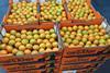OTC Organics Nova citrus South Africa