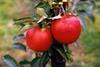 Belgian top fruit beats forecasts