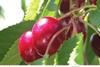 Northwest cherries