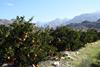 Orange-orchards-Weestern-Cape