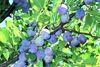 Plums too plentiful