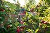 Retailers can expected dependable supplies of British apples and pears well into 2027