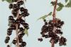 james hutton blackcurrants