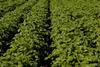 Potato field Scotland