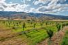 Mt Pisa Orchard - Credit-Aqua Public Relations