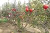 2022-01-Organic pomegranates