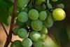 South African green grapes close up Adobe