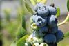 California blueberries Naturipe Munger