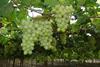 Empafrut Tafeltrauben White Seedless (1)